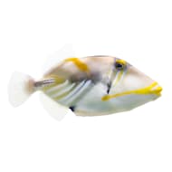 Petco saltwater hotsell