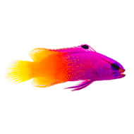 Petco with 2025 saltwater fish