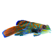 Saltwater pet hot sale store