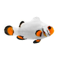 Clownfish for Sale Petco