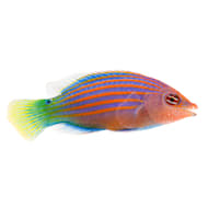 Petco with saltwater outlet fish