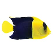 Petco 2025 marine fish