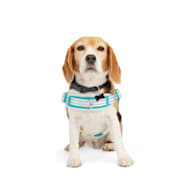  Petco Brand - Good2Go Reflective Blue Diamond Dog