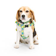 Dog store harness petco