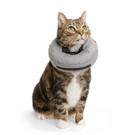 Suitical Recovery Suit for Cats - Healthy Pets HQ