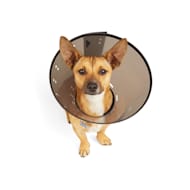 Kong ez soft collar petco best sale