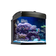 Petco bow front store aquarium