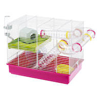 Roborovski Hamster (Phodopus roborovskii)