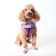 Puppia Vivien Over-The-Head Dog Harness