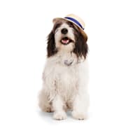 Reddy Olive and Tan Baseball Dog Hat, Large/X-Large