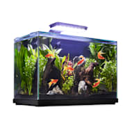 Penn-Plax Goldfish Betta Fish Bowl With Decorations Plastic 1.25 Gallon  Bowl With Lid, 1 each - Jay C Food Stores