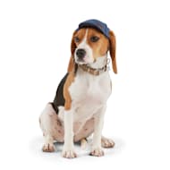 Reddy Olive and Tan Baseball Dog Hat, Large/X-Large