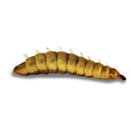 Live mealworms clearance petco