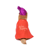 Pet Hocus Pocus Sarah Costume30-45 lbs in 2023  Pet costumes, Hocus pocus  costume sarah, Pets