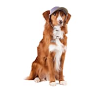 Dog Hats Beanies Summer Winter Head Gear Petco