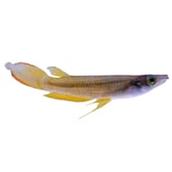 Mosquito fish hotsell for sale petco