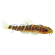 Loach Zebra Loach For Sale | Petco