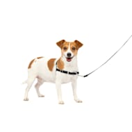 PetSafe Dog Harnesses Petco