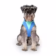 Canada Pooch