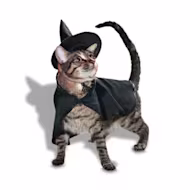 Petco