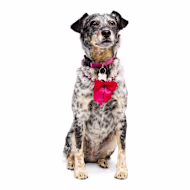 Petco