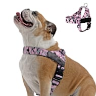 Dog Friendly Co Chafe Resistant Webbing, Adjustable Neck & Chest, and Heavy Duty D-Ring Dog Harness