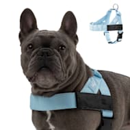 Dog Friendly Co Chafe Resistant Webbing, Adjustable Neck & Chest, and Heavy Duty D-Ring Dog Harness