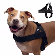 Dog Friendly Co