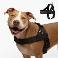 Dog Friendly Co Chafe Resistant Webbing, Adjustable Neck & Chest, and Heavy Duty D-Ring Dog Harness