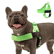 Dog Friendly Co Chafe Resistant Webbing, Adjustable Neck & Chest, and Heavy Duty D-Ring Dog Harness