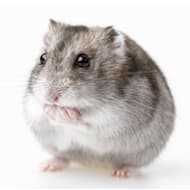 Small Pets Animals Hamsters Rabbits More Petco