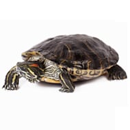 Dwarf Turtles For Sale Small Turtles For Sale Slider, 49% OFF