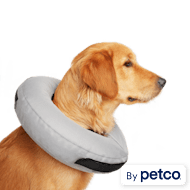 Suitical recovery suit for cats petco discount