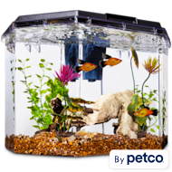 Imagitarium betta desktop kit 1.4 gal clearance
