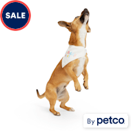 Dog Birthday Hats Outfits for their Gotchya Day Petco