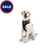 Freedom no pull harness petco clearance