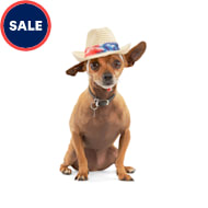 Dog hats near me clearance