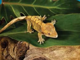 Fun Facts about Crested Geckos | Petco | Interesting Facts About Crested  Geckos, Crested Gecko Characteristics