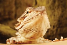 Fun Facts About Bearded Dragons Petco