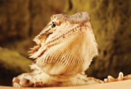 petco bearded dragon price