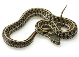 Garter and Water Snakes