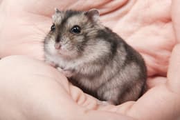 petco hamster