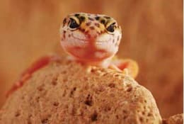 leopard gecko price petco