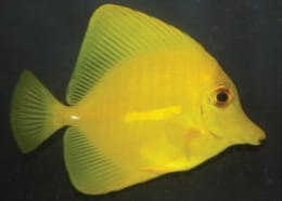 petco yellow tang