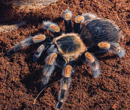 Tarantula Care Sheet | Petco