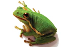 Babies Love Little Green Frog