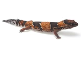 petco gecko