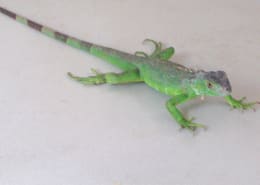 Tropical Iguana Care Sheet | Petco