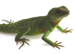 types of lizards at petco