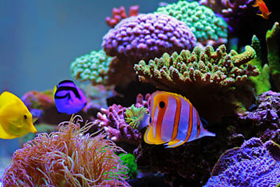 Don't Overfeed Your Fish! Tips for a Healthy Aquarium & Happy Fish